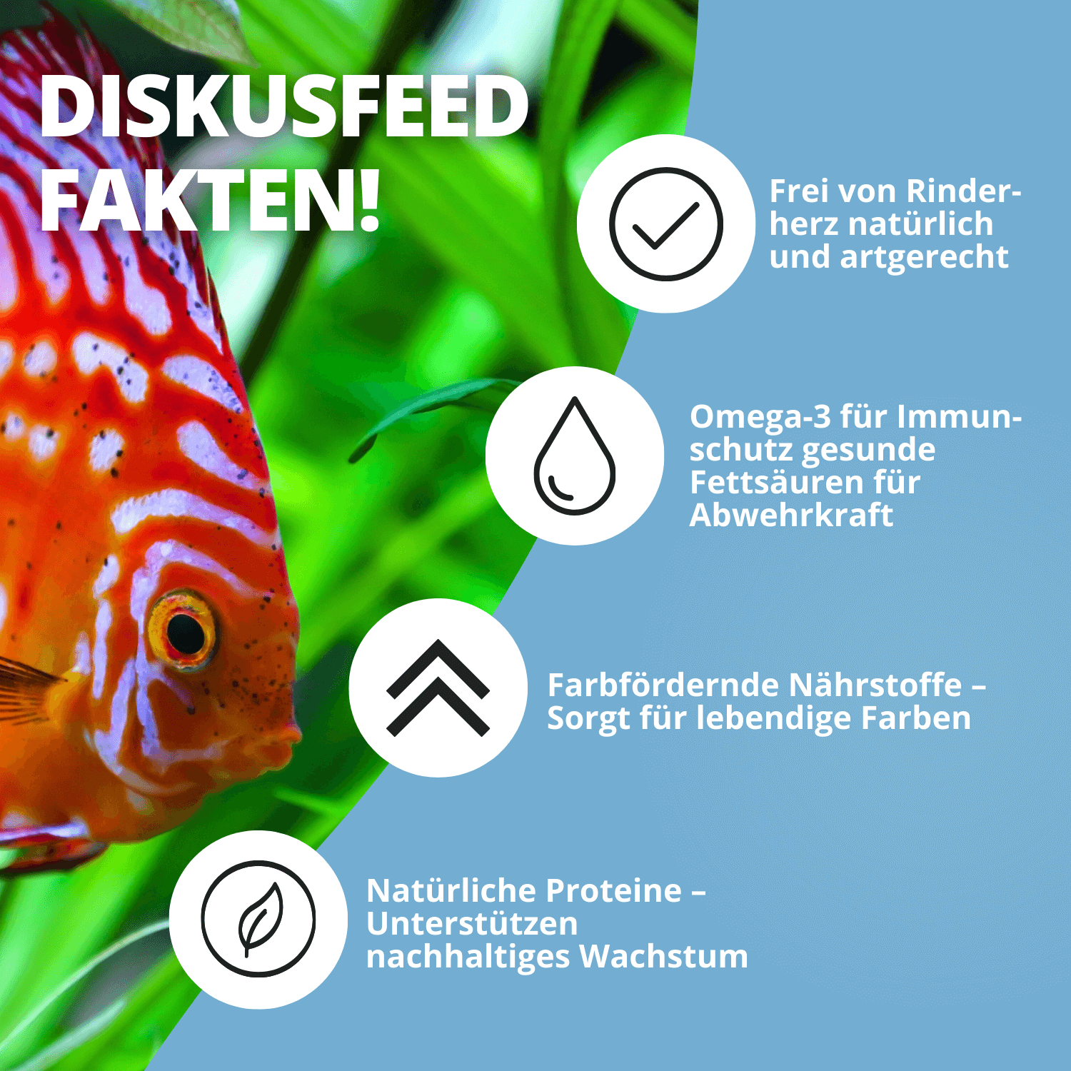 Diskusfisch mit Infos zu Omega-3, Proteinen und Farbe